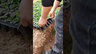 Transplanting strawberry seedlings process [upl. by Thurlow]