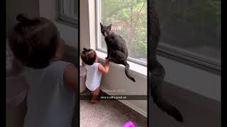 Hcatcatlover fumny fumnyvideos foryou fypage fyp fumnycatcats [upl. by Oremoh]