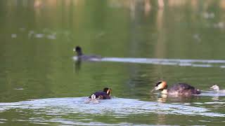 Perkoz dwuczuby Podiceps cristatus eng Great crested grebe [upl. by Cuhp425]