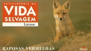 Vida Selvagem  Raposas Vermelhas  Parte 1  5 [upl. by Reiniar]