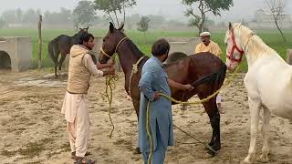 Horse Enjoying Video in Village Area Part 2 [upl. by Francoise]