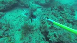 Tons of Huge Invasive Lionfish Speared Off South FL [upl. by Ozkum616]