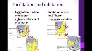 126 Postsynaptic potentials [upl. by Iver46]