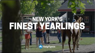 2024 FasigTipton New Yorkbred Sale [upl. by Fredi]