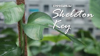 Beautiful of Epipremnum SKELETON KEY [upl. by Alvord]