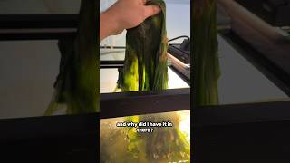 What is this green slime in my fish tank [upl. by Eelanej]