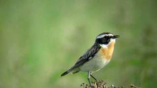 Pokląskwa  Whinchat Saxicola rubetra [upl. by Nivlag]