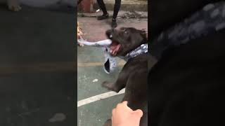 Cane Corso Fight [upl. by Gine]