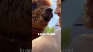 We moved from a boat to 15 acres to create a campsite with alpacas [upl. by Artied]