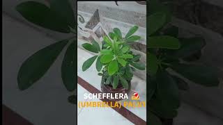 🟢Schefflera umbrella palnt☂️indoorplants [upl. by Obla465]