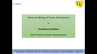 Arabidopsis thaliana L3 [upl. by Annaitsirk]