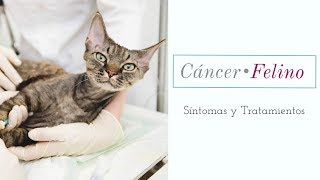 Cáncer en gatos Síntomas y Tratamientos [upl. by Silecara364]