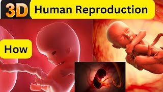 Pregnancy  Human development 3d Animation  How a wonder is Born [upl. by Yves]