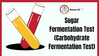 Carbohydrate Sugar Fermentation Test  Biochemical Test  Microbiology Laboratory Techniques [upl. by Fridlund]