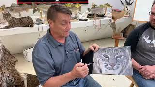 Learn Taxidermy Custom Bobcat Table Mount Part 5 [upl. by Aisa]