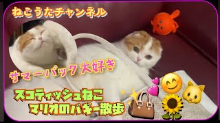 サマーバック大好き💕ねこのマリオ君🐱 [upl. by Heimlich]