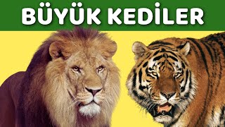 Hayvanları Tanıyalım  Aslan Kaplan Leopar Jaguar  Hayvan Sesleri [upl. by Ailegna]