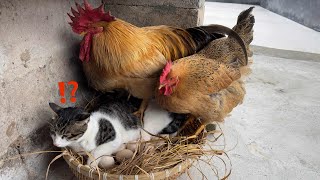 🤣so funny and cuteThe rooster and hen suspect the kitten of stealing eggsThe cat is going to cry [upl. by Garrik]