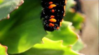 Mountain Apollo Caterpillar Larva Feeding Parnassius apollo [upl. by Cigam792]