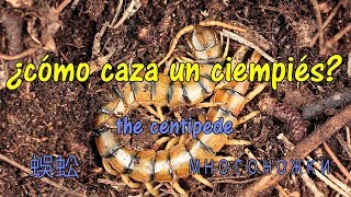 ¿Cómo caza el ciempiés Do you know how it hunts a centipede [upl. by Zusman94]