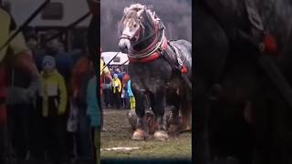 The Shire horse the largest horse breed in the world that you may not know about shirehorse horse [upl. by Aicatsue]