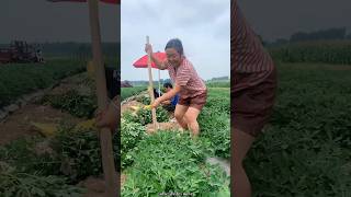 Peanut 🥜🥜 Harvesting from Farm by Rural Farmer  Amazing Peanut Farming shorts satisfying [upl. by Morton]