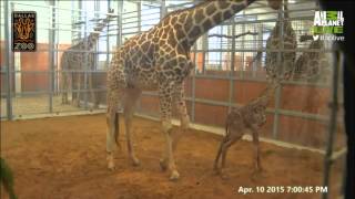 Katie the Giraffe Animal Planet LIVE Birth 41115 [upl. by Eras]