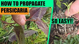 How to propagate Persicaria from cuttings [upl. by Ainimre]