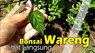 Ternyata Bisa Sekecil ini Daunnya  Penampakan Bahan Bonsai Wareng Gmelina Liar dan Program [upl. by Sugar755]