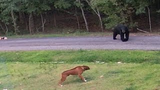 Boxer Dog vs Black Bear [upl. by Hedvig]