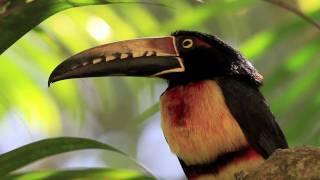 Aracari Toucan in HD by Rob Armstrong for Bluebird Cam [upl. by Edlin]