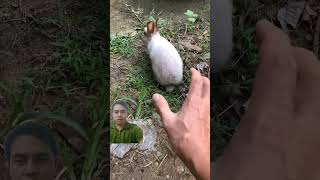 Catching wild rabbit rabbit bunny animals pets [upl. by Peale536]