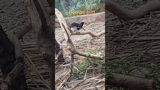 Hornbill birdbirds sbscribelikecommentshare [upl. by Appledorf]