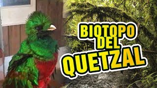 🌳 BIOTOPO DEL QUETZAL Purulha Baja Verapaz Guatemala │Ave Nacional El Quetzal [upl. by Goddard973]