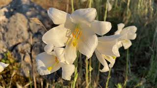 The Madonna lily or white lily Lilium candidum Përrenjas🇦🇱 [upl. by Watkin592]