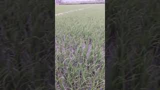 Cultivando arroz variedad valor campo agricultura agua arroz shorts [upl. by Yellat]