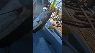 Albacore Tuna Fishing BREAKFAST TO GO yakventures albacore eatseafood [upl. by Odlanor]