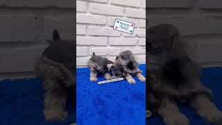 cachorros schnauzer miniatura [upl. by Olnee]