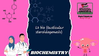 L2 bio tasticular steroidogenesis REBRO42 [upl. by Curzon623]