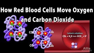 How Red Blood Cell Carry Oxygen and Carbon Dioxide Animation [upl. by Ide541]