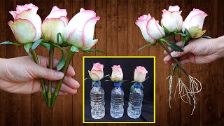 Just Put Roses In Water Roses Root And Sprout Like Crazy In Just 1 Day [upl. by Godfry913]