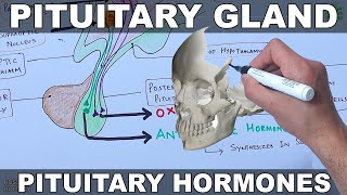 Pituitary Gland  Hormones and Hypothalamus [upl. by Monafo]