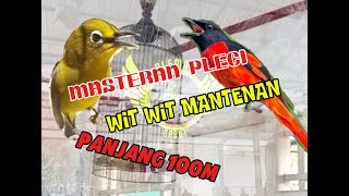 masteran pleci wit wit mantenan  masteran pleci nembak mantenan [upl. by Natloz]