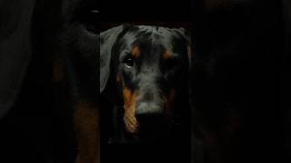 Meet the Doberman The Ultimate Guide to This Loyal amp Intelligent Breed [upl. by Niwrad202]