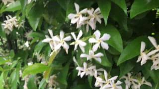 How to multiply trachelospermum jasminoides Star Jasmin [upl. by Dnartreb506]