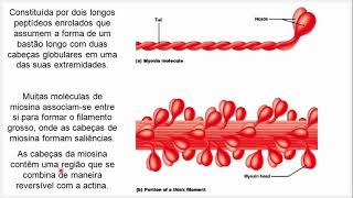 13Miofilamentos finos e grossos Entenda de uma vez por todas quem são a actina e miosina [upl. by Siocnarf]