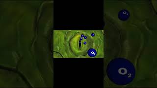 Transpiration through stomata  transpiration animation biologyanimation animatedvideo bio [upl. by Camfort466]