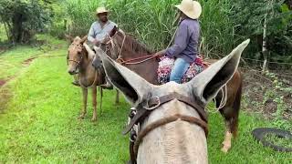 Fomos buscar um lindo potro castanho para domar 🤠 diamante doma domador [upl. by Smail678]