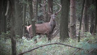 Hirschbrunft 2024 in Ungarn  Das ist Bogenjagd [upl. by Nylahs]