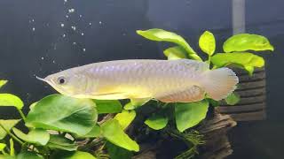 Young Crossback Arowana fish waiting for food [upl. by Tearle]